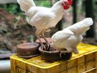 White Bantam Pair