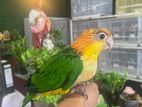 White-Bellied Caique Bird