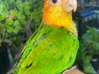 White Bellied Caique