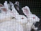 Rabbits