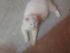 White Persian Cat