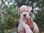 White Boxer Puppies