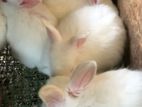 White Bunnies