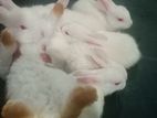 White Bunny