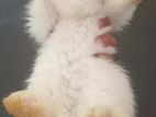 White Bunny