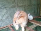 White Bunny