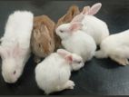 White Bunny