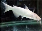 White Cat Fish