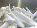White Catfish