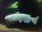 White catfish