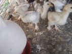 White Cochin Chicks