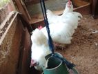 Farm Chickens