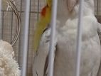 White Cockatiel Bird