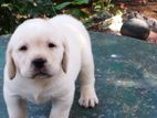 Labrador Puppies