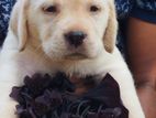 Labrador Puppies