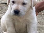 Labrador Puppies