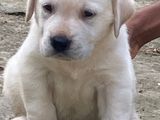 Labrador Puppies