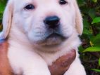 Labrador Puppies