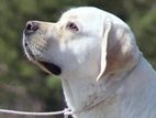 White Colour Labrador Retriever For Stud