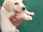Laprador Male Puppy
