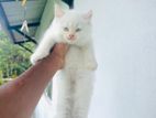 White Colour Persian Cat