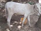 White Cow