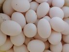 White Eggs