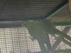 White Eye Conure Bird