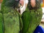 White Eyed Green Conure Birds