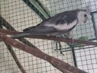 White Face Cockateil