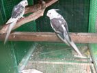 White Face Cockatiel