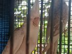 White Face Cockatiel