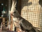 White Face Cockatiel