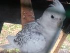 White Face Cockatiel
