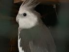 White Face Cockatiel Male Bird