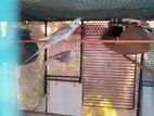 Cockatiel Birds