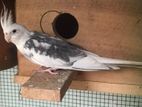 White Faced Cockatiel Bird