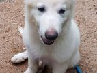 White German Shepherd Puppies