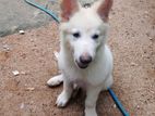 White German Shepherd Puppies