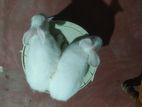 White Giant Rabbit