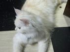 White Ginger Female Cat