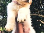 White Golden Retriever Puppy