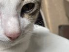 White Grey Kitten for Adoption (MALE)