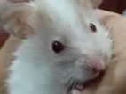 White Hamster