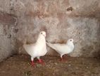 White Indian Pigeon