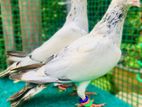 White Keeran Pigeon