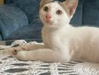 White Kitten for Adoption