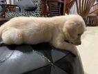 White Labrador Cross Female