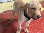 White Labrador Puppy