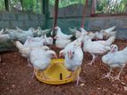 முட்டை கோழி
